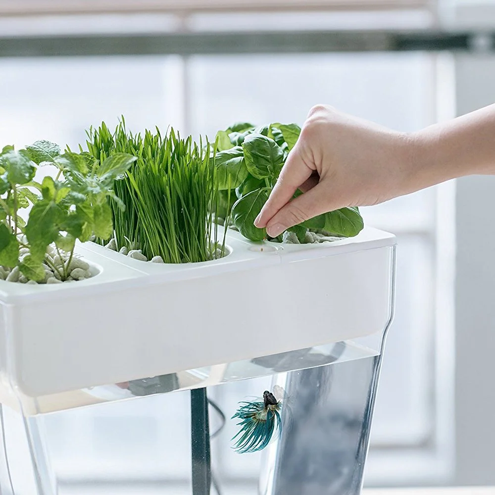 Back to the Roots 3 Gal. Self-Cleaning Aquaponic Water Garden Fish Tank Aquarium - Image 4